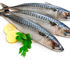 Скумбрия свежемороженая неразделанная IQF 600+ Фарерские острова