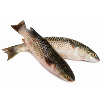 Фото Кефаль Азовская неразделанная рыба (0,5-1кг)