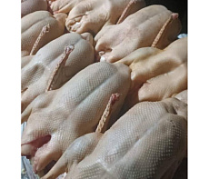 Гусь фермерский