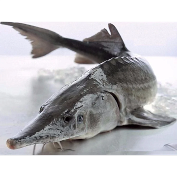 Фото Белуга замороженная без головы потрошеная 6-8 кг