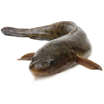 Фото Налим свежемороженый (1-5кг)