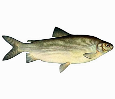 Чир свежемороженый1,5-2кг Вылов 2025г 