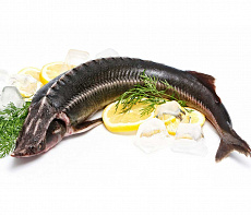 Осётр дикий свежемороженый непотрошеный (6-9 кг)