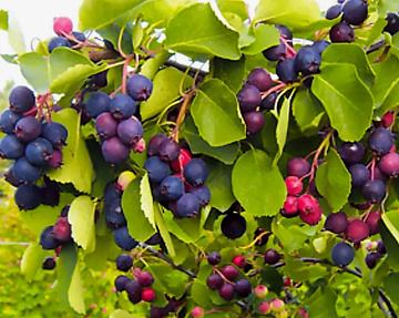 Фото Ирга замороженная (мешок 30 кг)