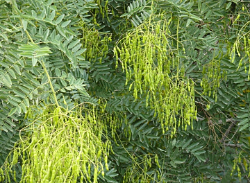 Фото Софора сушеная