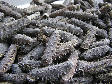 Фото Трепанг свежемороженый