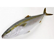 Лакедра (желтохвост) 1-2кг