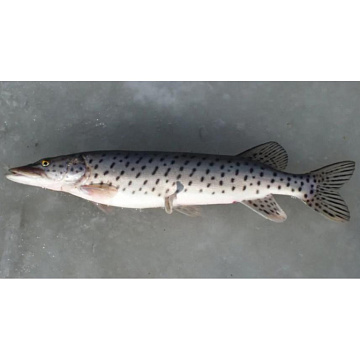 Фото Амурская щука свежемороженая 1-3 кг