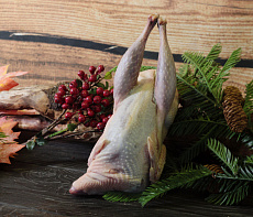 Фазан вольерный 0.8-1.4 кг