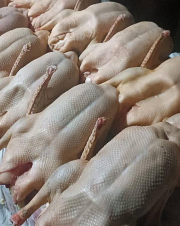 Фото Гусь фермерский