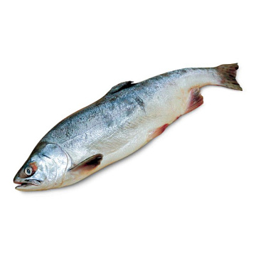 Фото Горбуша свежемороженая непотрошеная (мешок 20кг)