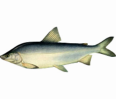 Муксун свежемороженый (1,4-1,8 кг) Вылов 2025г