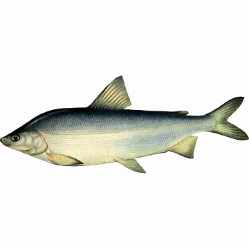 Фото Муксун свежемороженый (1,4-1,8 кг) Вылов 2025г